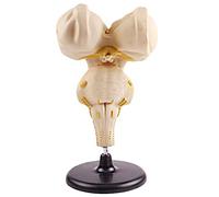 Brainstem Model - Enlarged Human Brainstem Model - Brainstem Model - For The Diaplay Teaching Model