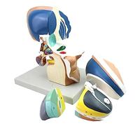 Brainstem Model - Human Anatomy Training Aid, Includes Nuclei and Hypothalamus, Educational Medical Anatomical Model for Students and Professionals