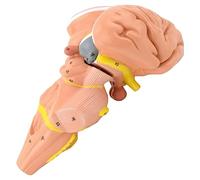 Brainstem Model - Human Anatomy Training Aid, Includes Nuclei and Hypothalamus, Educational Medical Anatomical Model for Students and Professionals