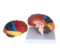 Brainstem Model - Human Anatomy Training Aid, Includes Nuclei and Hypothalamus, Educational Medical Anatomical Model for Students and Professionals