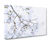 Branch Of A White Magnolia Tree Canvas Print | Gallery Wrapped 30mm Frame Wall Art | 20x14 inches | Ready to Hang | Modern Floral Picture | Living Room Bedroom Lounge Office