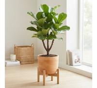 Branched Fiddle Leaf Fig (Ficus Lyrata) - 27Cm Pot