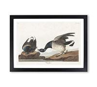 Brant Geese by John James Audubon Framed Print | A2 Black Framed Wall Art | Ready to Hang | Modern Nature Picture | Living Room Bedroom Lounge Office