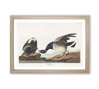 Brant Geese by John James Audubon Framed Print | A2 Oak Framed Wall Art | Ready to Hang | Modern Nature Picture | Living Room Bedroom Lounge Office