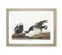 Brant Geese By John James Audubon Vintage Framed Print | A3 Oak Framed Wall Art | Ready to Hang | Classic Nature Picture | Living Room Bedroom Lounge Office