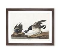 Brant Geese By John James Audubon Vintage Framed Print | A3 Walnut Framed Wall Art | Ready to Hang | Classic Nature Picture | Living Room Bedroom Lounge Office