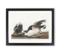 Brant Geese By John James Audubon Vintage Framed Print | A4 Black Framed Wall Art | Ready to Hang | Classic Nature Picture | Living Room Bedroom Lounge Office
