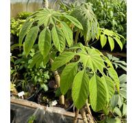 Brassaiopsis Mitis Snowflake Tree Semi Evergreen Perennial 21Cm Potted Plant