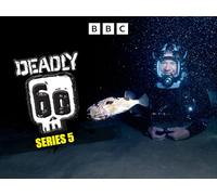 Braving the Bait Balls