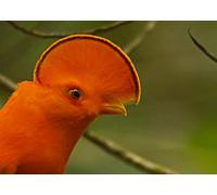 Brazil: In the Heart of Amazonia