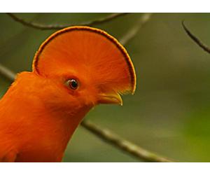 Brazil: In the Heart of Amazonia