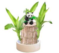 Brazil Lucky Bamboo Wood, Magical Sprouting Hydroponic Potted Plant Stump, Air Purifying Indoor Plant for Bedroom (1pcs)