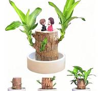 Brazil Lucky Wood Couple Ornaments, Mini Brazilian Lucky Wood Plant, Hydroponic Tree Stump Desktop Lucky Potted Plant & Couple Ornaments & White Basin Decor for Study Room Living Room Valentine'S Day