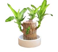 Brazil Lucky Wood, Sprouting Lucky Bamboos Wood, Hydroponic Potted Stump Plant, Brazilian Wood With Ceramic Pot,Brazilian Wood Kit Hydroponic Plant Decor For Entryway, Cafe