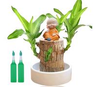 Brazil Lucky Wood with Monk Statues,Mini Brazil Lucky Wood,Brazilian Lucky Wood Plant,Bonsai Tree Indoor Plant,Lucky Bam/boo Plant Indoor,Hydroponic Potted Lucky Plant on Desk,Brazil Plants Indoor