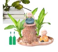 Brazil Wood Hydroponic Plant | Brazilian Tree | Home Decoration with Figurine for Coffee Shop Living Room Outdoor Waiting Areas Hotel Bedroom Patio