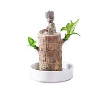 Brazil Wood Hydroponic Plants Groot Lucky Wood Potted Tree Stump Indoor Desktop Clean Air Plants Mini Decoration Tree Man