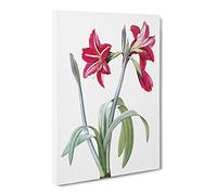 Brazilian Amaryllis Flowers By Pierre Joseph Redoute Canvas Print | Gallery Wrapped 30mm Frame Wall Art | 30x20 inches | Ready to Hang | Retro Floral Picture | Living Room Bedroom Lounge Office