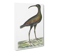 Brazilian Curlew Bird By George Shaw Vintage Canvas Wall Art Print Ready to Hang, Framed Picture for Living Room Bedroom Home Office Décor, 20x14 Inch (50x35 cm)