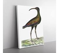 Brazilian Curlew Bird By George Shaw Vintage Canvas Wall Art Print Ready to Hang, Framed Picture for Living Room Bedroom Home Office Décor, 76x50 cm (30x20 Inch)