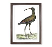 Brazilian Curlew Bird By George Shaw Vintage Framed Wall Art Print, Ready to Hang Picture for Living Room Bedroom Home Office Décor, Walnut A3 (34 x 46 cm)