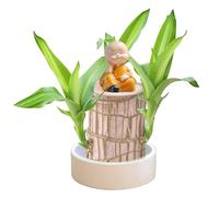Brazilian Lucky Wood Plant - Hydroponic Mini Fortune Tree with Plastic Tray,Indoor Potted Plant for Desktop,Home or Office Decor (1, Monk)