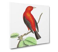 Brazilian Tanager Bird by George Shaw Vintage Canvas Wall Art Print Ready to Hang, Framed Picture for Living Room Bedroom Home Office Décor, 20x20 Inch (50x50 cm)