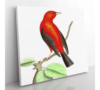 Brazilian Tanager Bird by George Shaw Vintage Canvas Wall Art Print Ready to Hang, Framed Picture for Living Room Bedroom Home Office Décor, 50x50 cm (20x20 Inch)