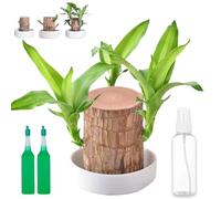 Brazilian Tree, 2025 New 10CM Brazilian Lucky Tree for Desk Decoration, Lucky Trees Brazil-Brazil Wood, Wood Stump Desktop Decor for Purifying Indoor Air (A)
