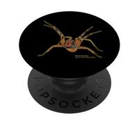 Brazilian Wandering Spider Phoneutria Fera PopSockets Adhesive PopGrip