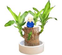 Brazilian Wood Lucky Bamboo Plant Indoor Mini Brazil Lucky Wood Brazilian Wood Plant Decor With Monk Statues Hydroponic Lucky Wood for Bedroom Desk Plant Decoration Gift For Her Teacher (01-Blue)