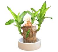 Brazilian Wood Lucky Bamboo Plant Indoor Mini Brazil Lucky Wood Brazilian Wood Plant Decor With Monk Statues Hydroponic Lucky Wood for Bedroom Desk Plant Decoration Gift For Her Teacher (01-Orange)