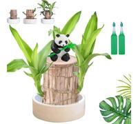 Brazilian Wood Plant, Brazilian Lucky Tree, Brazilian Wood Hydroponic Plant, Fortune Brazil Wood Potted Plant, Mini Brazil Wood with Plastic Tray for Desktop Decoration (A-Porcelain pot, 5-6cm)