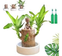 Brazilian Wood Plant, Brazilian Lucky Tree, Brazilian Wood Hydroponic Plant, Fortune Brazil Wood Potted Plant, Mini Brazil Wood with Plastic Tray for Desktop Decoration (D-Porcelain pot, 7-8cm)