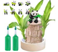 Brazilian Wood Plant,Mini Brazil Lu/cky Wood,Bra/zilian W/ood With Ceramic Pot,Purifying Indoor Air Bra/zilian Hydroponic Woo/d,Sprouting Lu/cky Bam/boos Wo/od,Tree Indoor Plant,Luc/ky Woo/d Plant