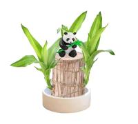 Brazilian Wood Plant Set, Brazilian Lucky Wood Plant with Panda Statue, Brazilian Wood Hydroponic Plant, Brazilian Lucky Tree with Plastic Tray, Mini Brazil Wood Plant Decorations for Pots