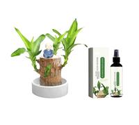 Brazilian Wood Plant Set, Lucky Tree with Buddha Statue, Lucky Bamboo Liquid Fertilizer, Wood Hydroponic Plants, Mini Brazil woods for Desktop Decoration with Plastic Tray