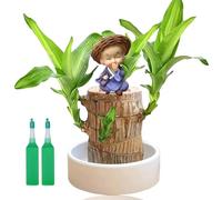 Brazilian Wood Plant with Monk Statues,Brazilian Lucky Wood Plant with Pot,Lucky Bam/boo Plant Indoor,Mini Brazil Lucky Wood,Bonsai Tree Indoor Plant,Wood Lucky Wood Brazilian Wood Plant,Brazil Wood