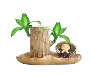 Brazilian Wood - Small Hydroponic Potted Plant, Indoor Desktop Tree | Wood Sapling Decorative Miniature Bonsai Greenery Natural Stump Plant for Office Living Room Home Table Garden Botanical Dis