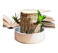 Brazilian Wooden Plant, Natural Tree Stump Decoration, Hydroponics Tree Stump for Indoor, Study, Bedside Table, Living Room, Home, Children's Room, Balcony, for the Bedside Table, Bookcase