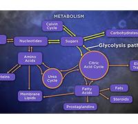 Breaking Down Sugars and Fatty Acids