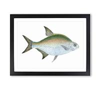 Bream Fish By Edward Donovan Vintage Framed Wall Art Print, Ready to Hang Picture for Living Room Bedroom Home Office Décor, Black A3 (46 x 34 cm)