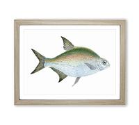Bream Fish By Edward Donovan Vintage Framed Wall Art Print, Ready to Hang Picture for Living Room Bedroom Home Office Décor, Oak A4 (34 x 25 cm)