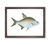 Bream Fish By Edward Donovan Vintage Framed Wall Art Print, Ready to Hang Picture for Living Room Bedroom Home Office Décor, Walnut A4 (34 x 25 cm)