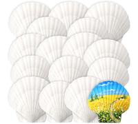 BREANIFULL 20PCS White Scallop Shells Bulk Oyster Shells 6-8CM Large Seashells Natural Sea Shell from Sea Beach Seashells Bulk Scallops for Wedding Decor Beach Theme Party Fish Tank