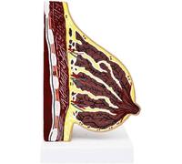 Breast Anatal Model Human Female Chest Breast Structure Model Quiescent Period, Lactation Period