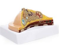 Breast Anatal Model Human Female Chest Breast Structure Model Quiescent Period, Lactation Period