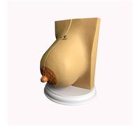Breast Anatomical Model Human Organ Anatomy Model Female Breast Model Medical Anatomical Pathological Breast Cross Section Anatomical Model Study Teaching Medical Model(B)
