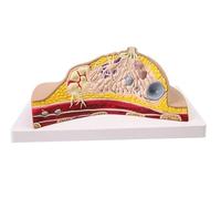Breast Anatomical Model Human Organ Anatomy Model Female Breast Model Medical Anatomical Pathological Breast Cross Section Anatomical Model Study Teaching Medical Model(A)