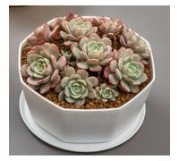 Breathe Easy Large Succulent Nordic Style Plastic Flower Pot with Excellent Drainage for Various Plants(B)